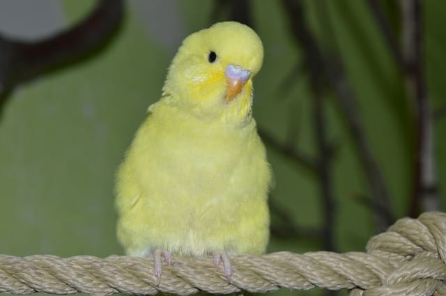 cool-yellow-budgie-names