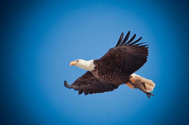 cute-bald-eagle-names