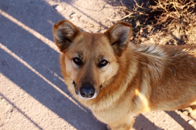 cute-ginger-dog-names