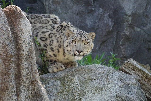 130+ Snow Leopard Names - Best Name Ideas For Exotic Snow Leopard