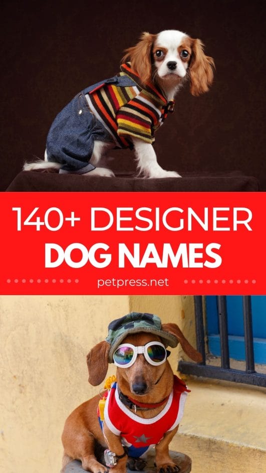 140+ Best Designer Dog Names for Your FashionInspired Pet