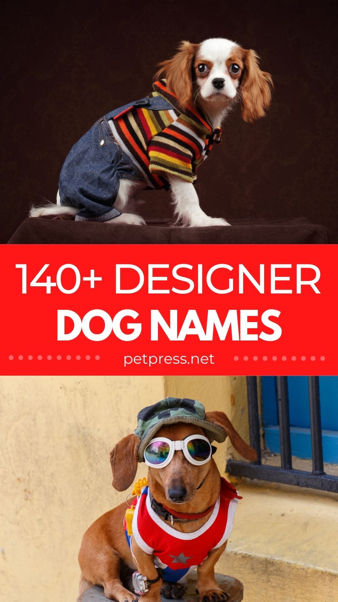 140+ Best Designer Dog Names for Your FashionInspired Pet