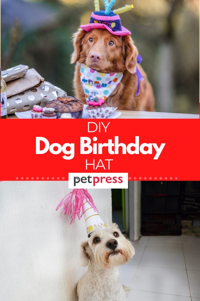 how-to-make-a-diy-dog-birthday-hat-for-your-puppy-to-party