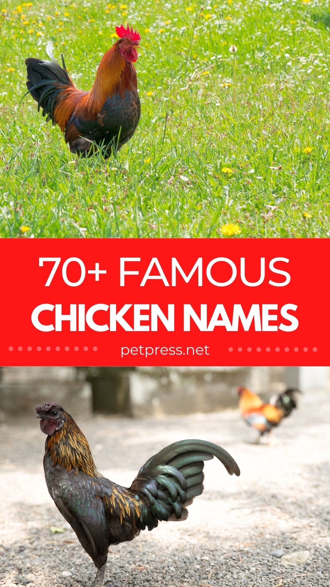 70+ Famous Chicken Names: Famous Names For A Farm Chicken