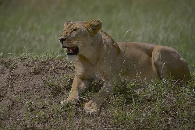 female-african-lion-names
