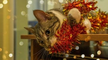 female-boujee-cat-names