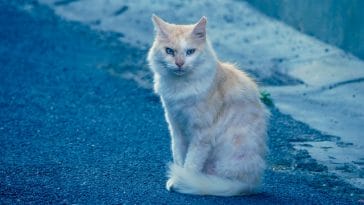 female-buff-cat-names