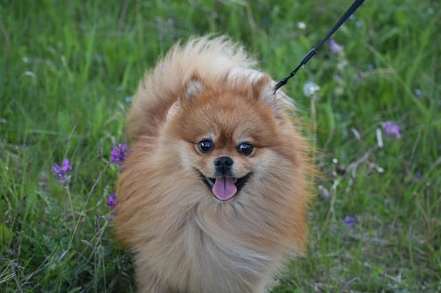 female-creole-dog-names