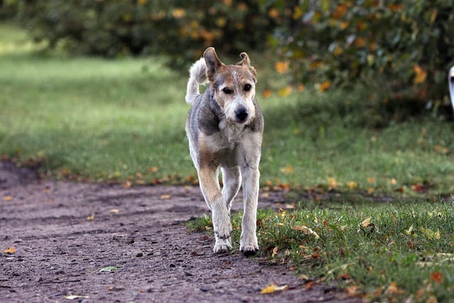 female-croatian-dog-names