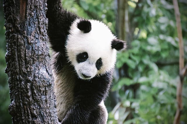 female-famous-panda-names