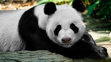 female-funny-panda-names