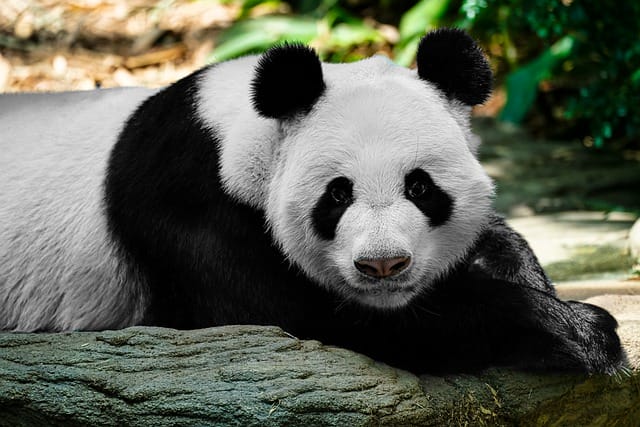 female-funny-panda-names