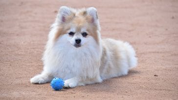 female-gemstone-dog-names