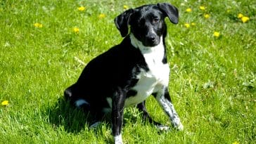 female-michigan-dog-names