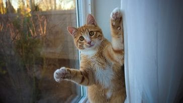 female-posh-cat-names