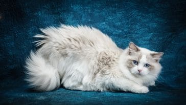 180+ Posh Ragdoll Cat Names - Fancy Name Ideas For Your Ragdoll Cats