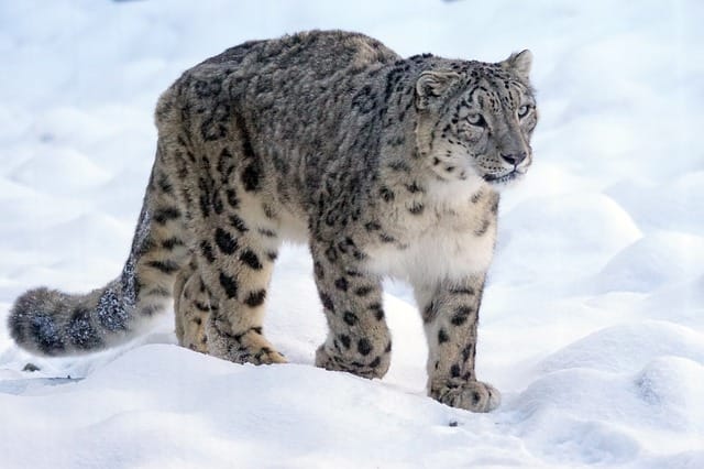 female-snow-leopard-names