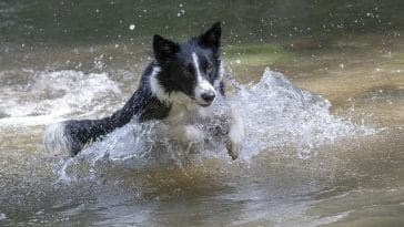 female-spring-dog-names