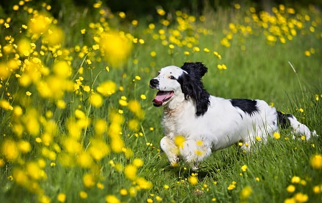 180-best-storm-dog-names-for-both-your-male-and-female-pooch