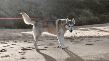 female-vietnamese-dog-names