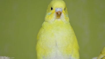female-yellow-budgie-names