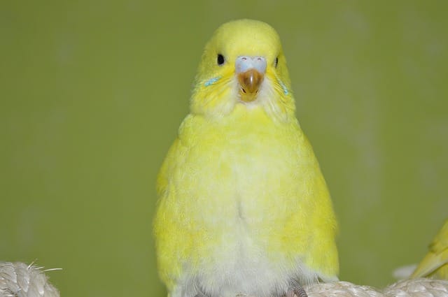 female-yellow-budgie-names