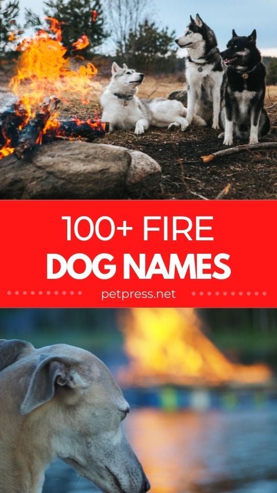fire dog names