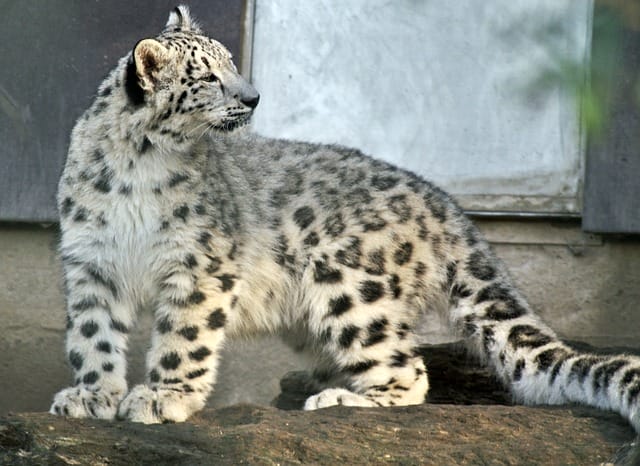 130+ Snow Leopard Names - Best Name Ideas For Exotic Snow Leopard