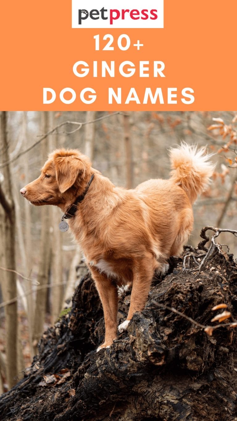 120+ Ginger dog Names For Your Orange And Red Puppies