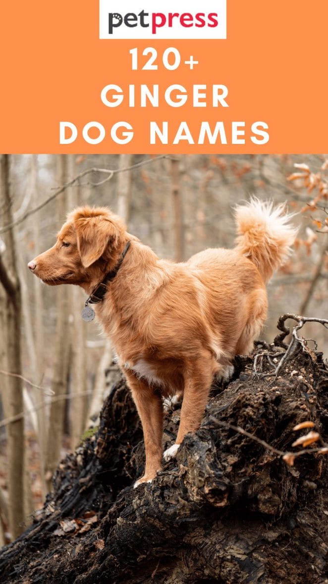 ginger-dog-names
