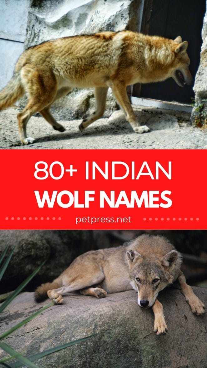 indian wolf names
