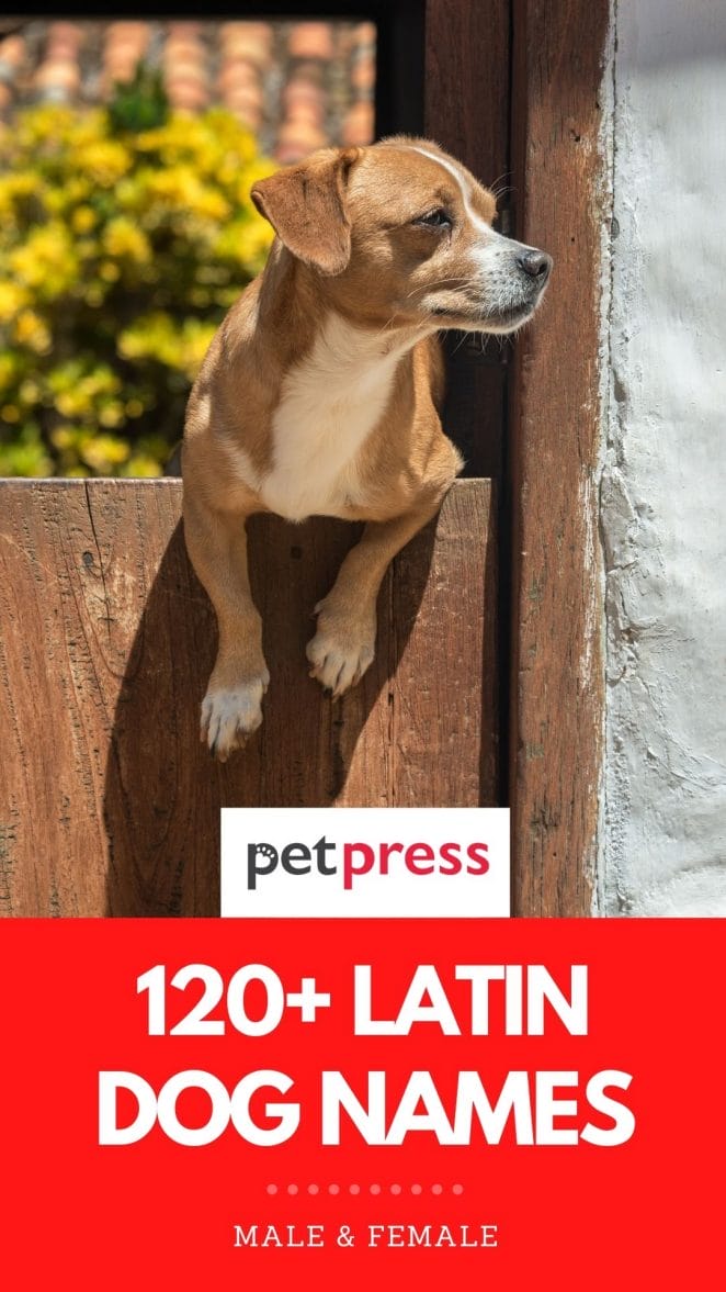 latin dog names