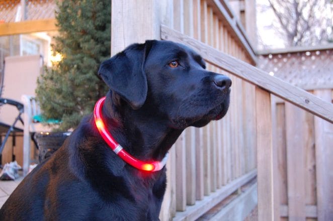 light-up-dog-collar