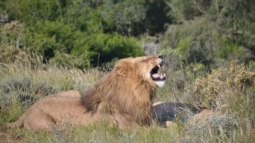 male-african-lion-names