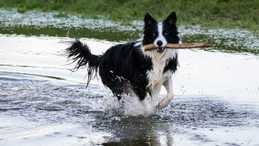 male-armenian-dog-names