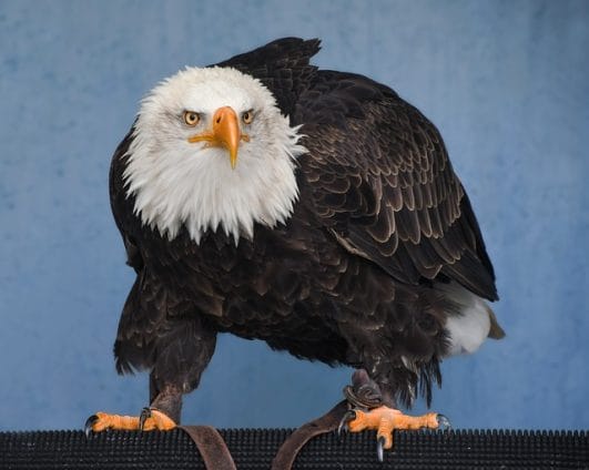 160+ Best Eagle Names - Good Ways To Name Your Eagle - PetPress