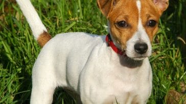 male-belgian-dog-names