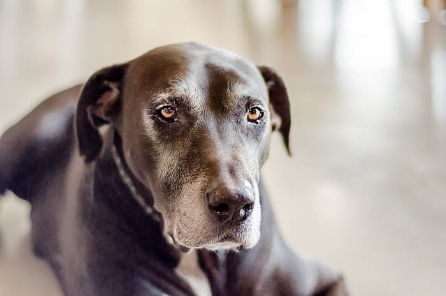 male-black-great-dane-names