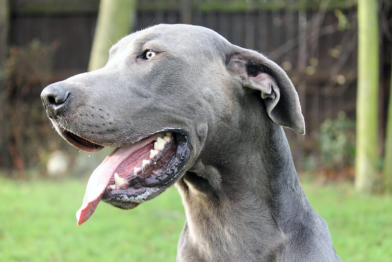 male-blue-great-dane-names