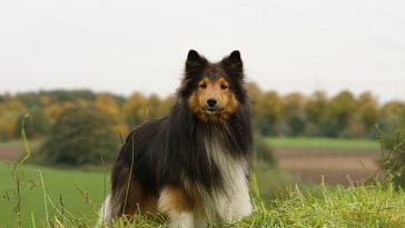 male-catholic-dog-names