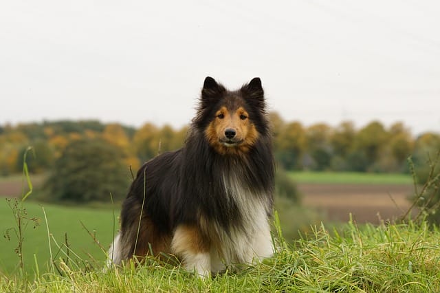 male-catholic-dog-names