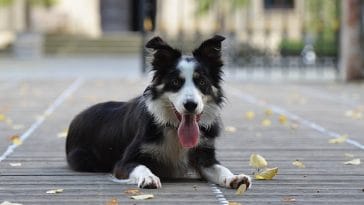 male-cheese-dog-names