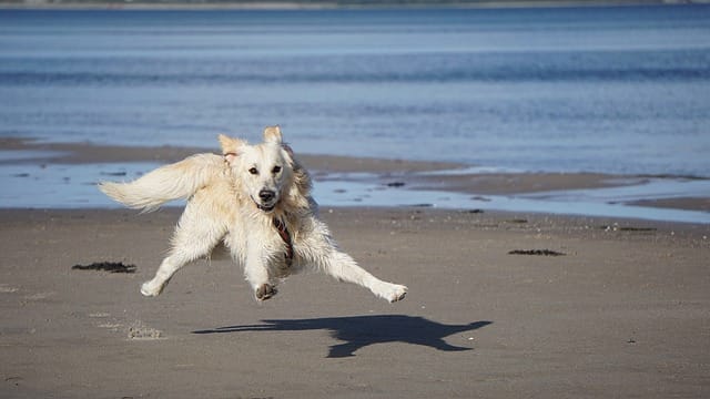 male-coastal-dog-names