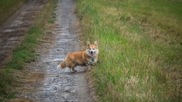 male-creole-dog-names