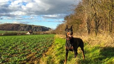 male-dog-names-meaning-bear