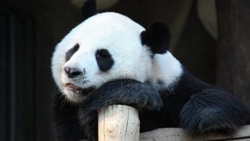 male-famous-panda-names