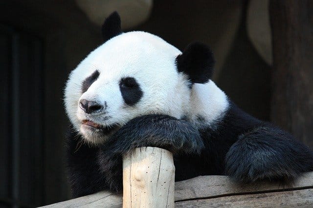 male-famous-panda-names