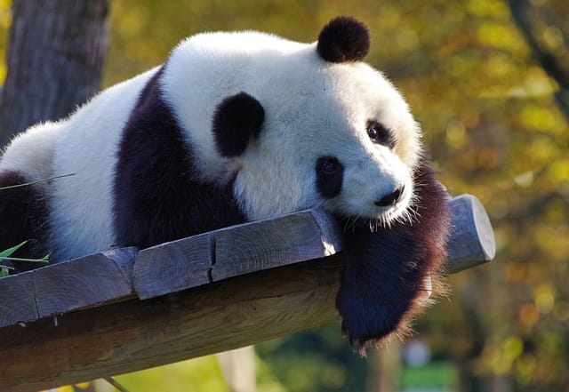 male-funny-panda-names