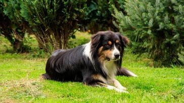 male-kentucky-dog-names