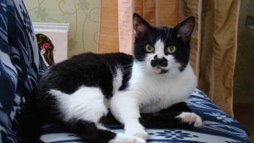 male-marvel-cat-names